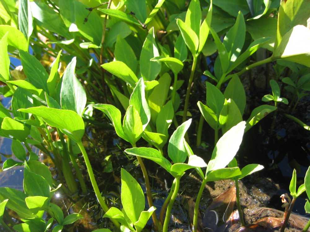 Menyanthes trifoliata (Bitterklee, Fieberklee)